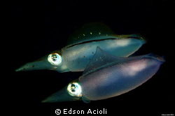 Swimming together. Photo taken with Nikon D90 with 60mm l... by Edson Acioli 